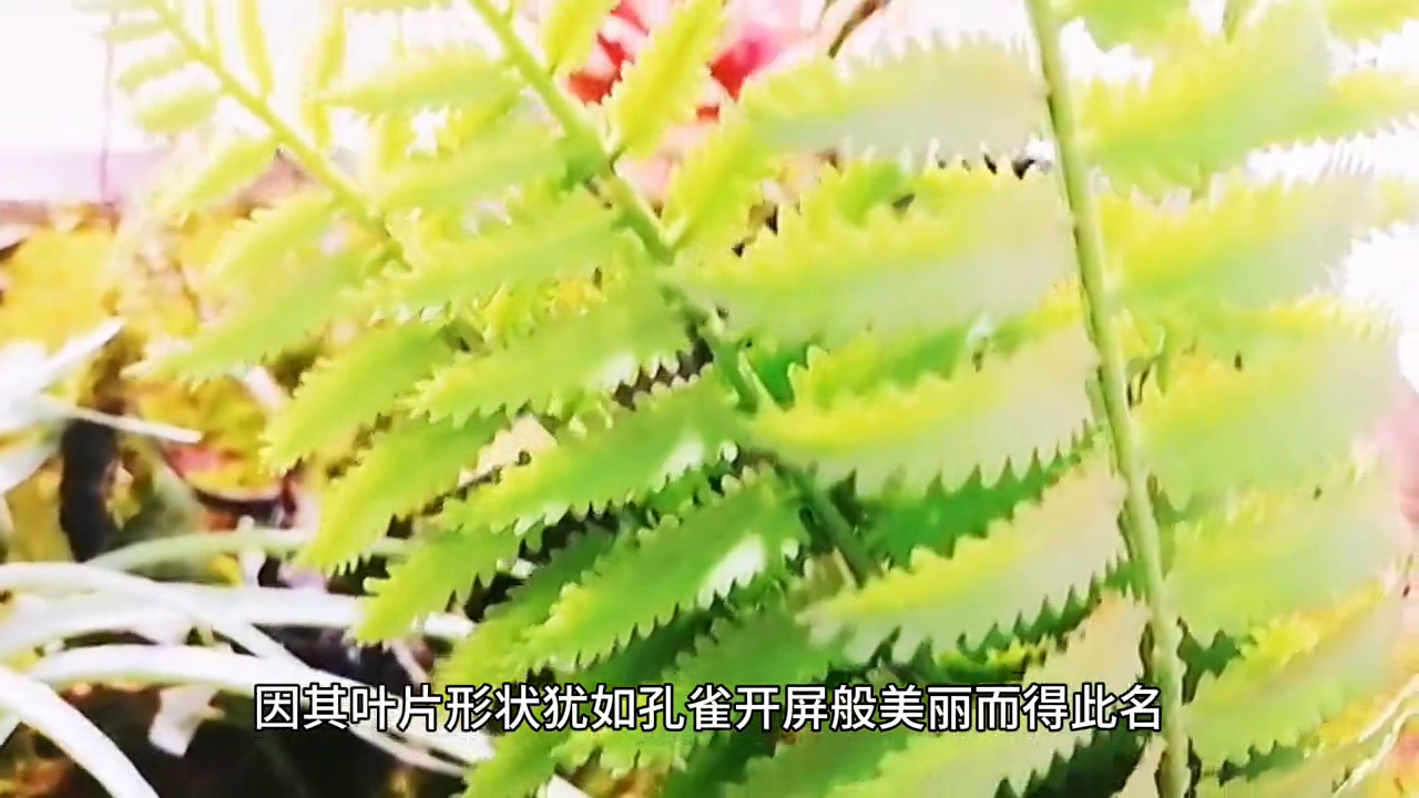 孔雀竹芋的養殖和注意事項