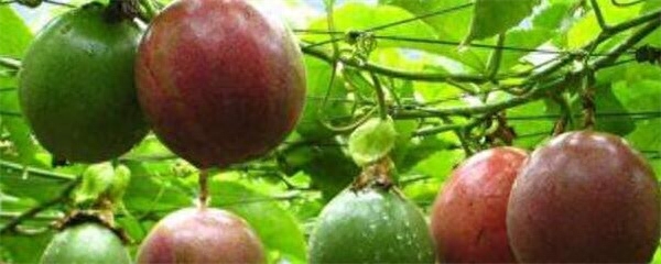 百香果盆栽種植方法