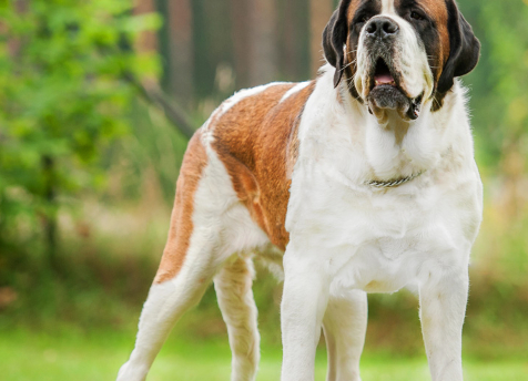 如何訓練狗狗：6個基礎步驟訓練你的愛寵