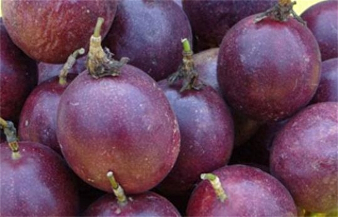 紫皮百香果與黃金百香果有什麼區別?哪一種口味更好吃?