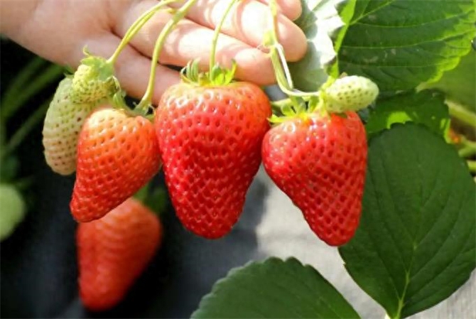 草莓一般什么時候成熟?草莓什么時候吃最佳?