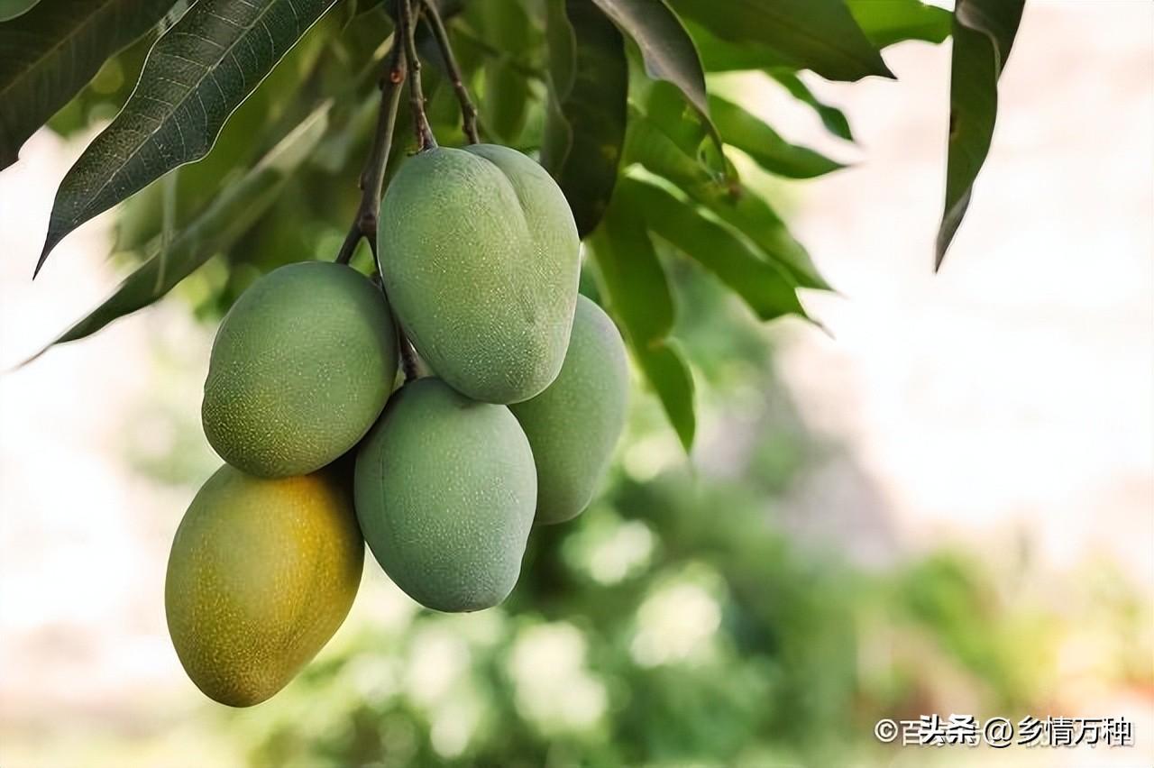 種植芒果的技巧，讓你品嘗到甜蜜多汁的芒果!