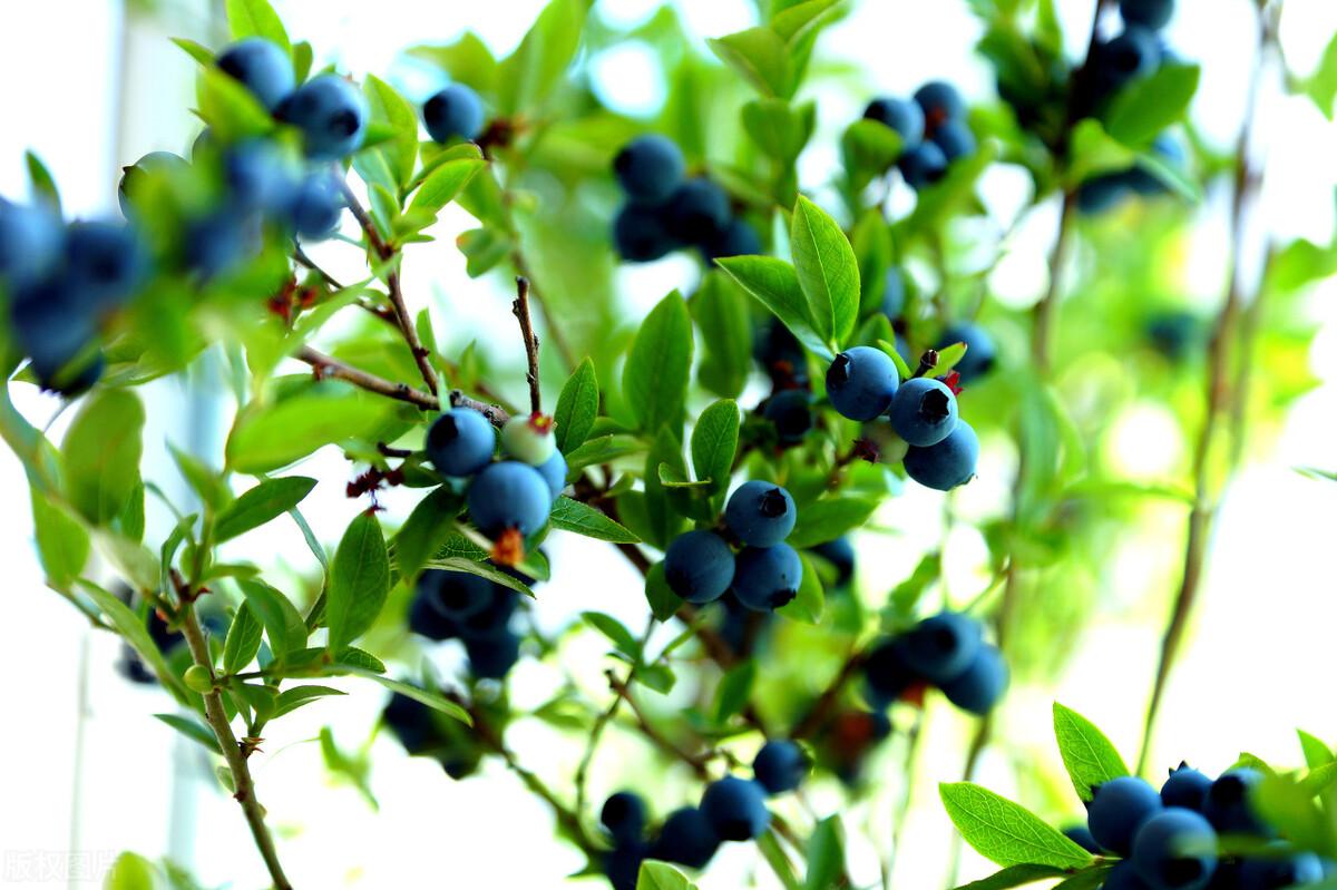 教你如何種藍莓以及如何選擇藍莓苗