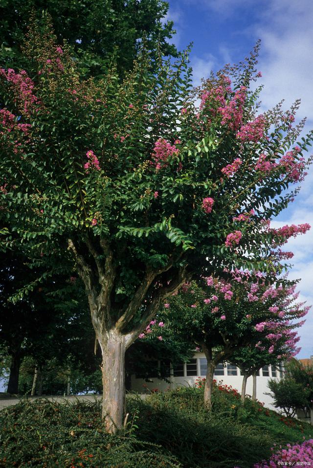 紫薇樹怎么種植?需要怎么樣的生長環境?
