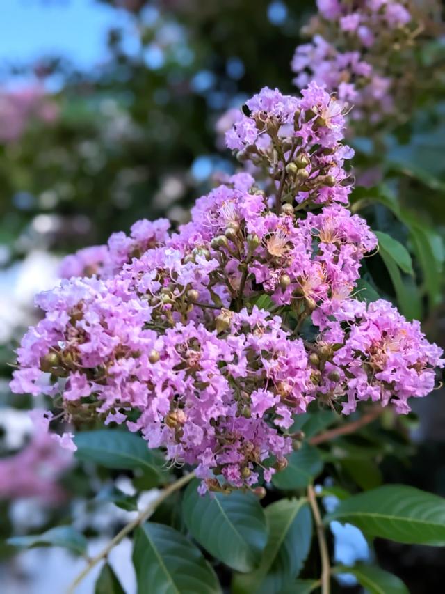 紫薇樹怎么種植?需要怎么樣的生長環境?