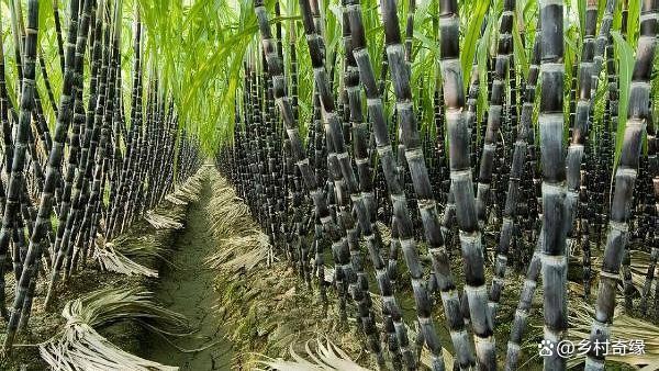 甘蔗種植的正確施肥方法