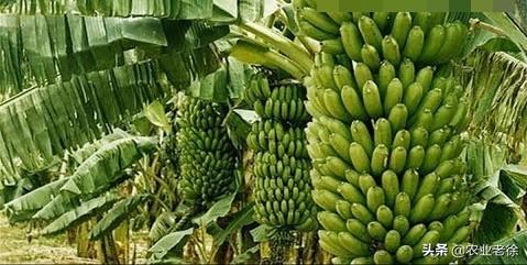 香蕉栽種以及管理方法有哪些?