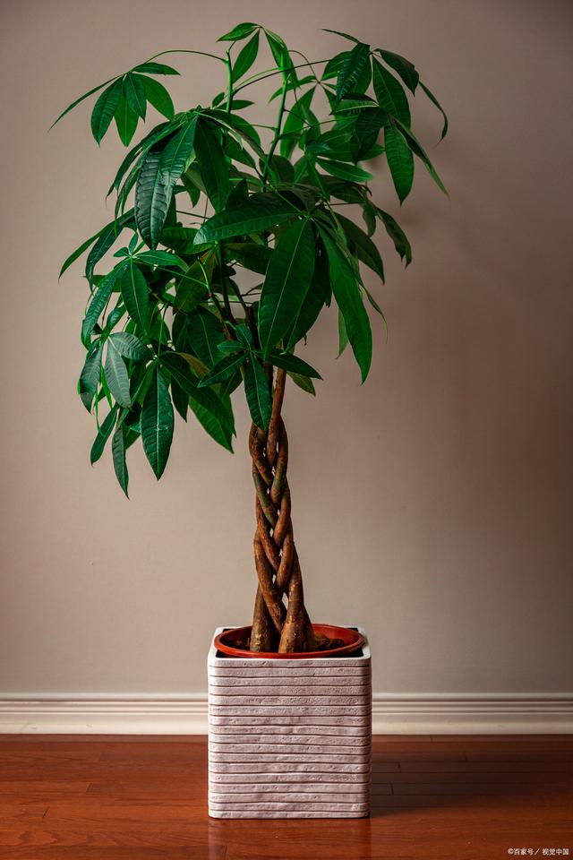 客廳種什麼盆栽植物最好