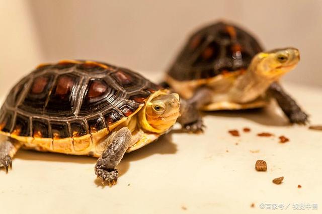 黃頭龜養殖方法和注意事項