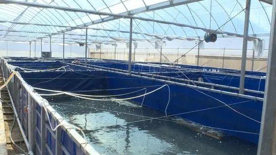 基圍蝦養殖需要些什么條件?