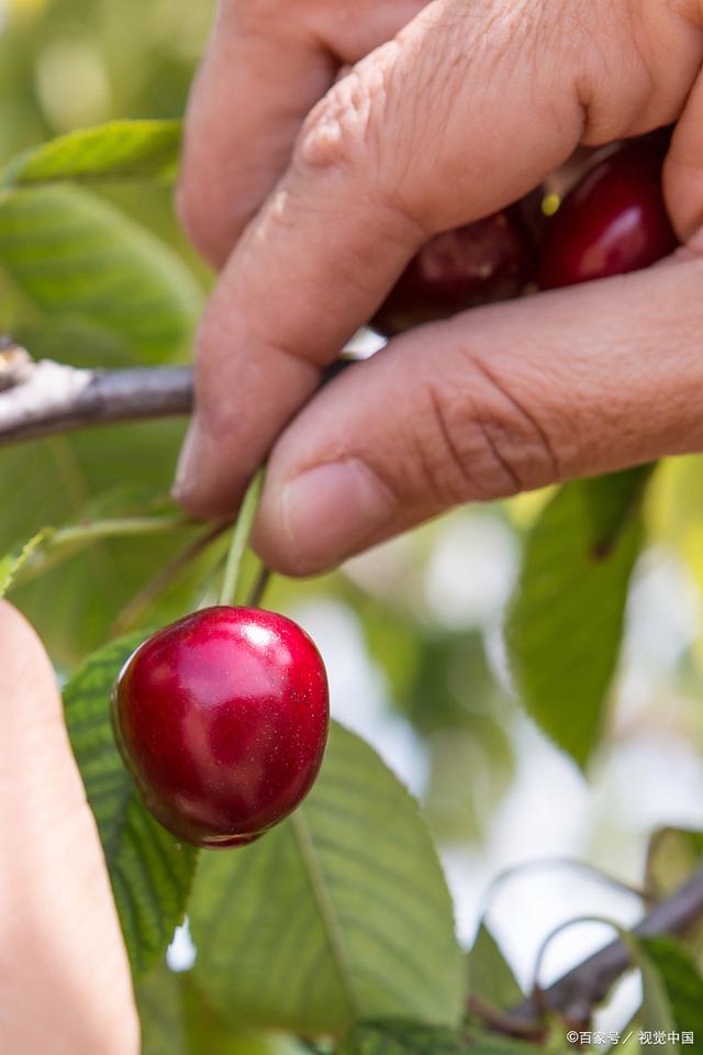 車厘子樹苗種植方法：讓你輕松擁有美味的車厘子果實