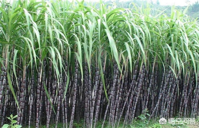 甘蔗如何種植?它有哪些技術要求?