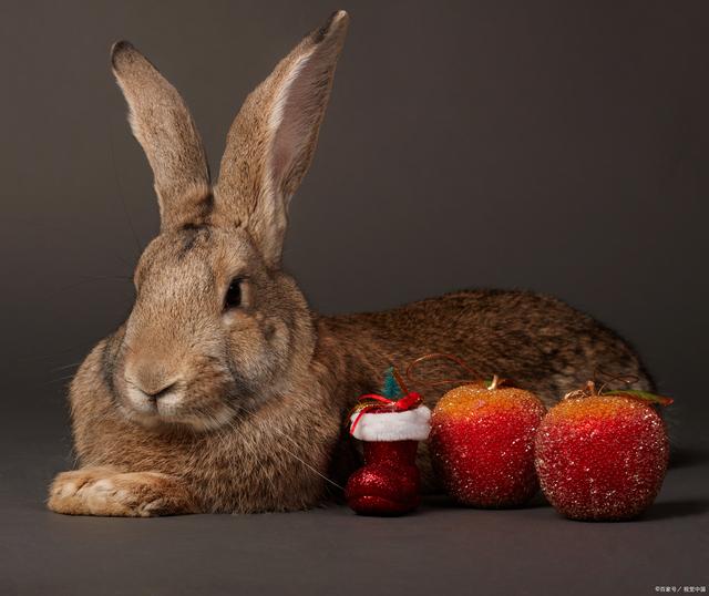 兔子可以吃蘋果嗎，兔子可以吃什麼水果