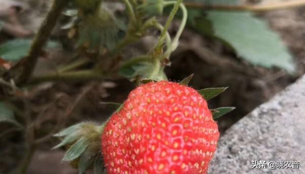 草莓是什么季節的水果?畝產多少斤?
