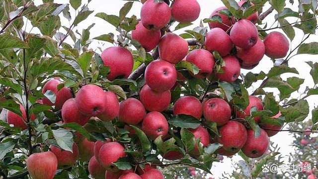 蘋果樹春季“三水三肥”的管理方法