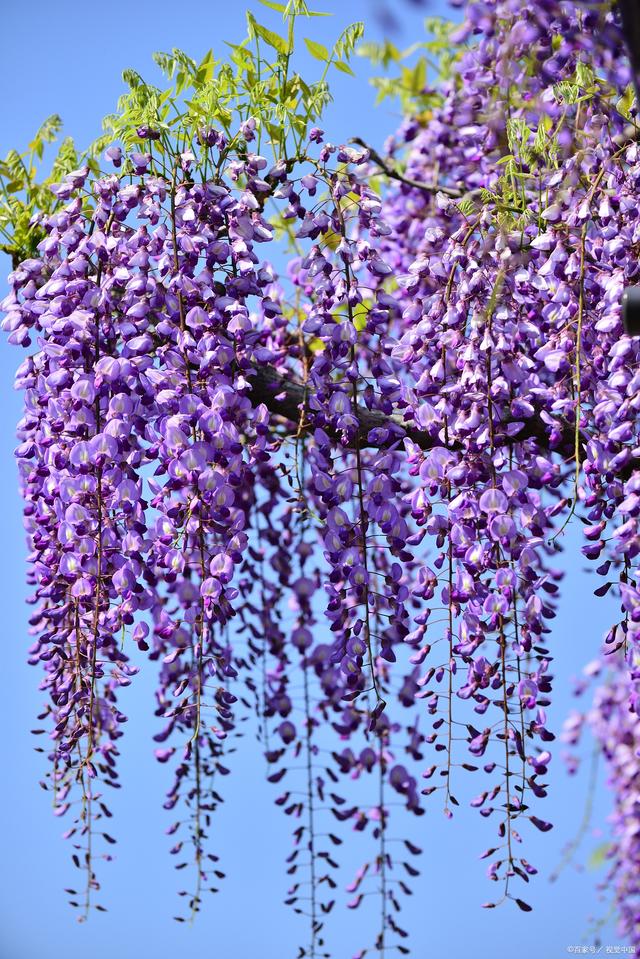 紫藤花幾年開花?紫藤花都有哪些品種?