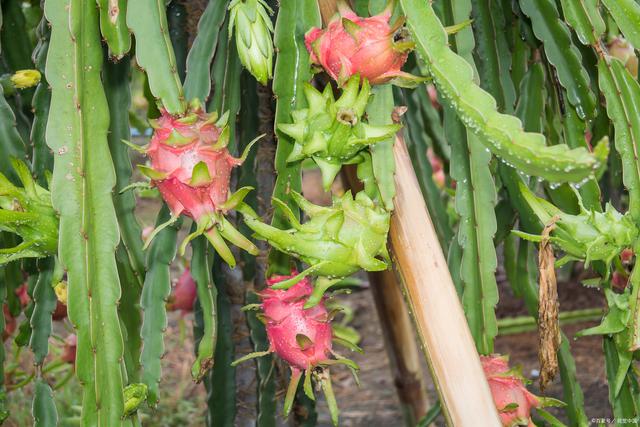 火龍果盆栽種植指南：從零開始的養護秘籍