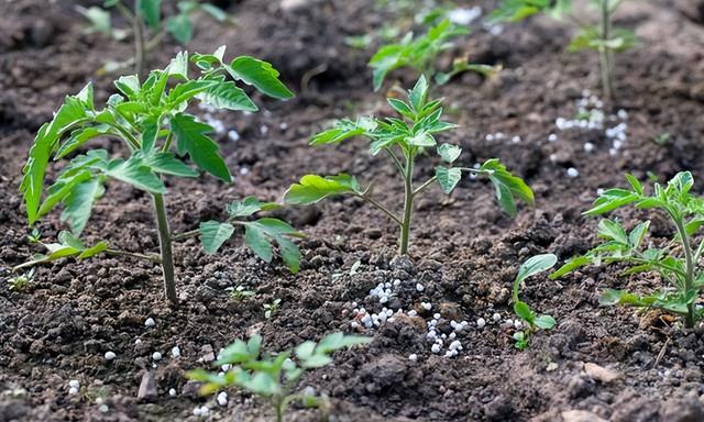 西紅柿的種植方法和管理技術