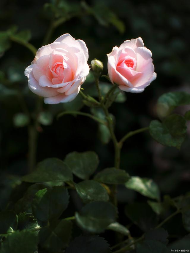 卡布奇諾玫瑰花語是什么