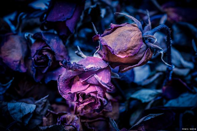 魔鬼之花：一朵充滿神秘與魅力的花卉