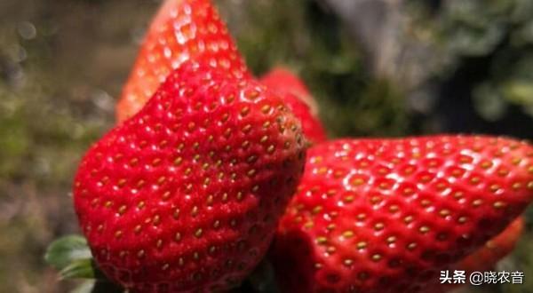 草莓是什么季節的水果?畝產多少斤?