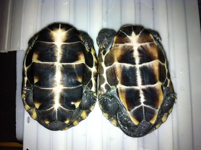 烏龜怎麼分公母