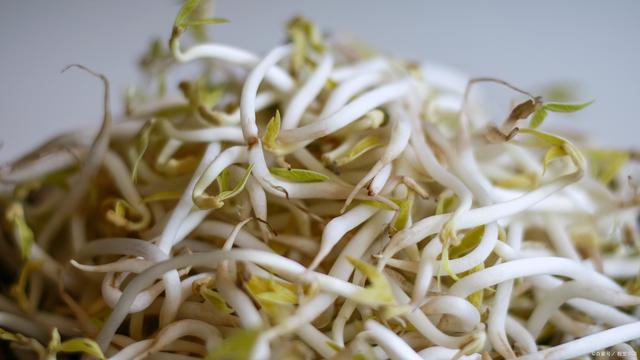 如何在家裏輕松發出嫩滑的綠豆芽?