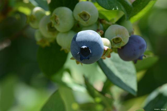 藍莓扡插生根的方法，扡插後多久可以移植?
