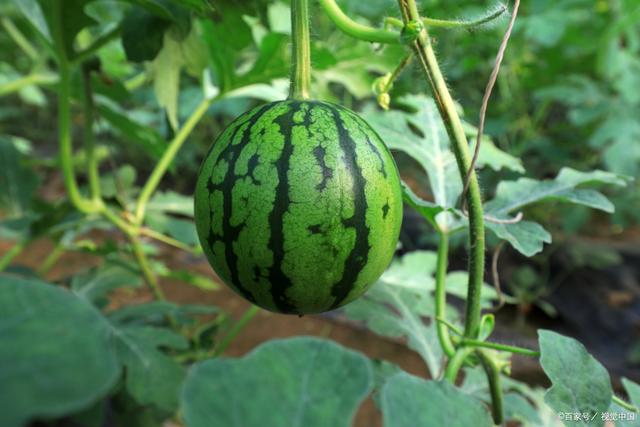 西瓜是寒性的水果嗎?營養價值是什么?