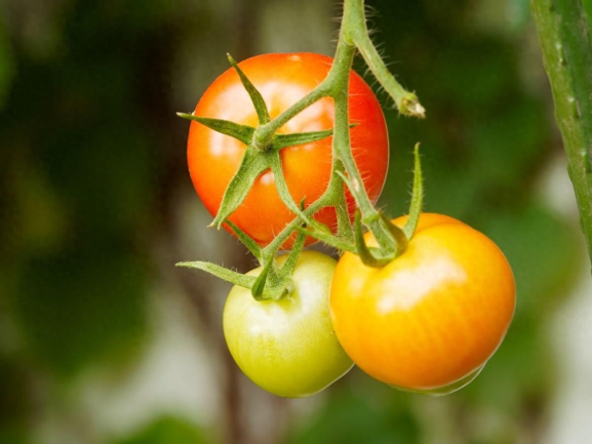 小番茄幾月種要注意什么?種小番茄的看過來，超實用技巧