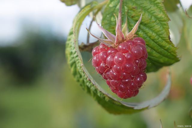 樹莓為什么是酸的?酸度對人體有什么影響?