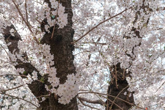 日本櫻花的種植方法與開花期管理
