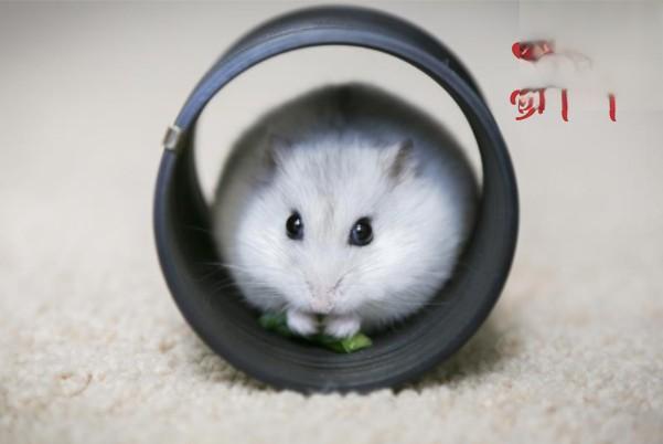 倉鼠為什么喜歡跑輪？