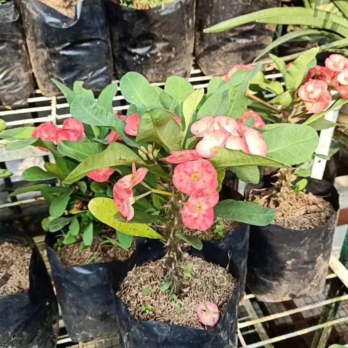 陽台養盆栽鐵海棠四季開花的技巧，做好這幾點特別關鍵