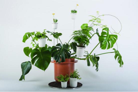 這4種植物顏值很高，養在家裏綠意盎然，是純天然的裝飾物!