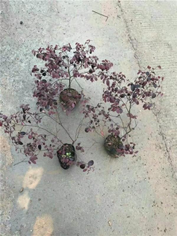 紅花繼木種植技術