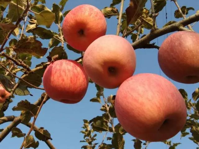蘋果成熟是什么季節