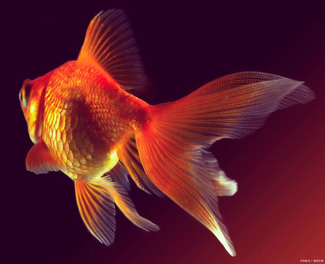 金魚喂食的正確方法：吃飽又不汙染水質