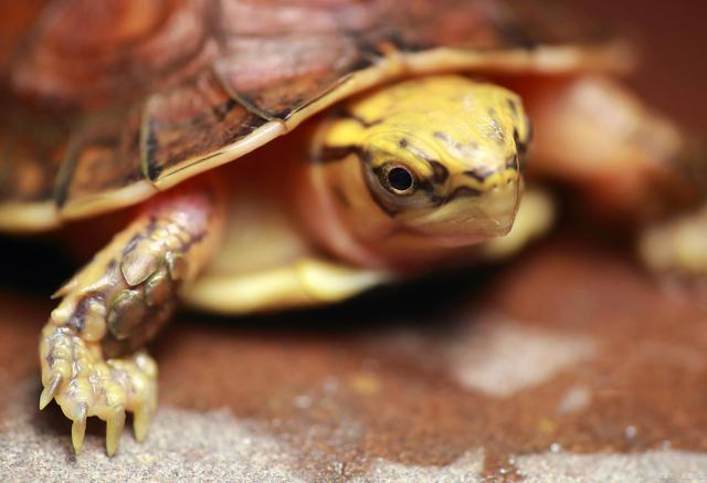 黃頭龜養殖方法和注意事項
