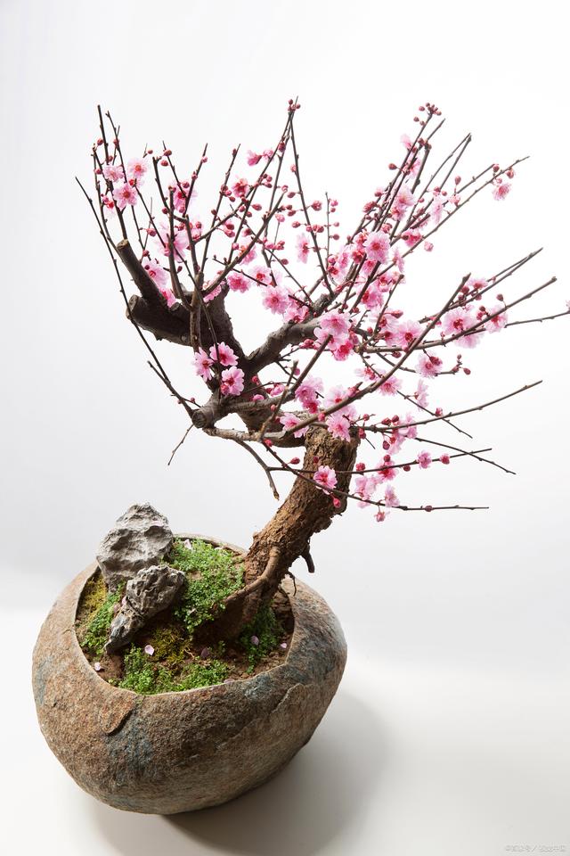 揭秘新年傳統：為何幹枝梅花成了春節的熱門之選?