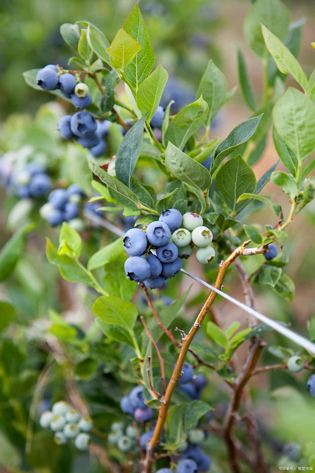 藍莓扡插生根的方法，扡插後多久可以移植?
