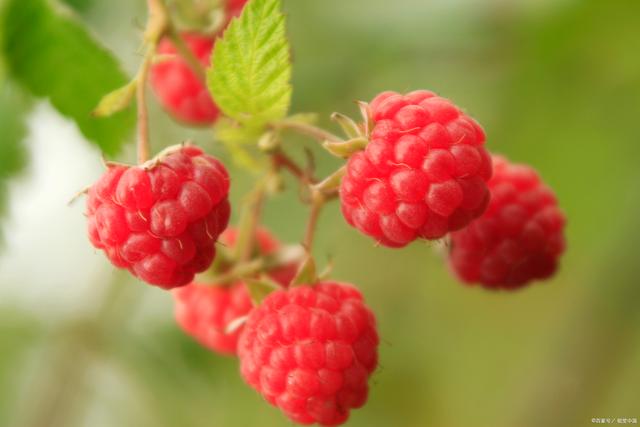 樹莓為什么是酸的?酸度對人體有什么影響?