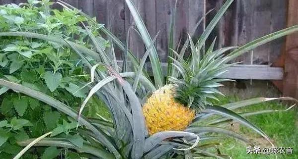 如何種植菠蘿盆栽?