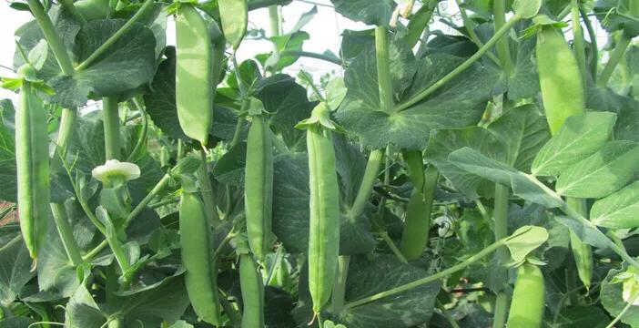 豌豆什么時間種植最適宜?種後如何進行田間管理?