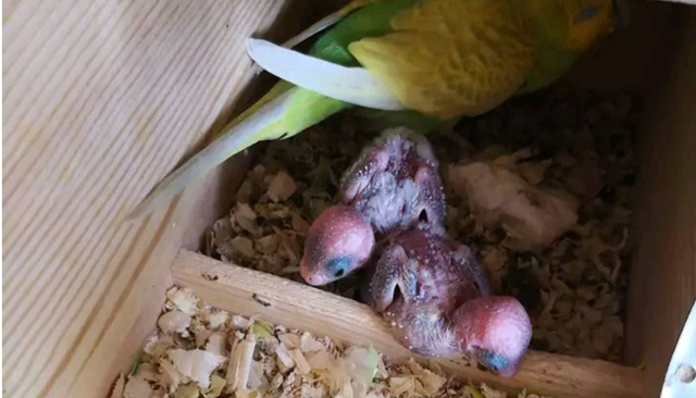 鸚鵡如何繁殖
