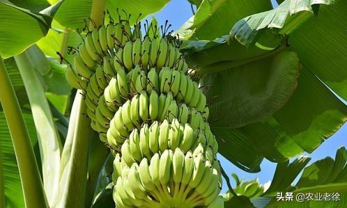 香蕉栽種以及管理方法有哪些?