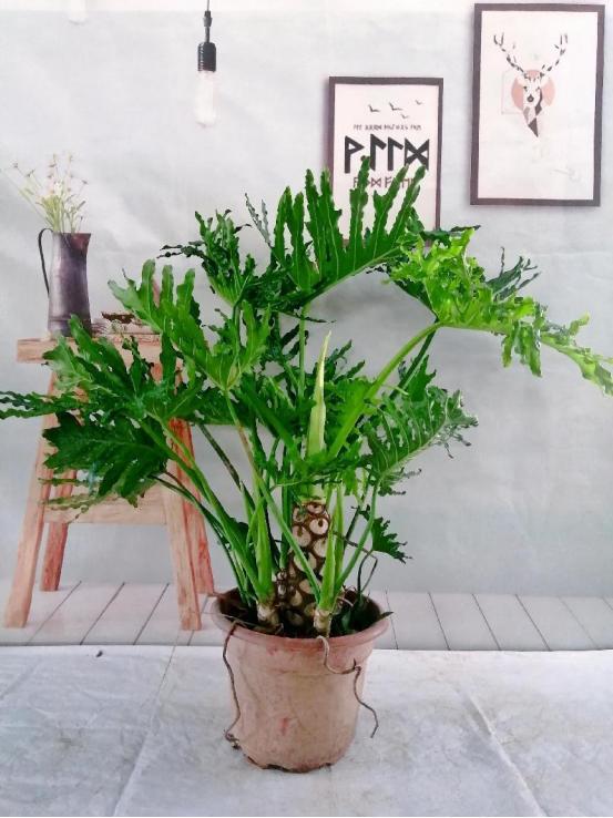 這4種植物顏值很高，養在家裏綠意盎然，是純天然的裝飾物!