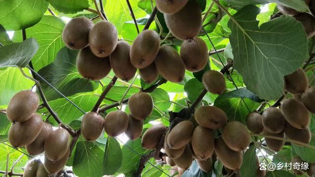 獼猴桃種植需要的條件