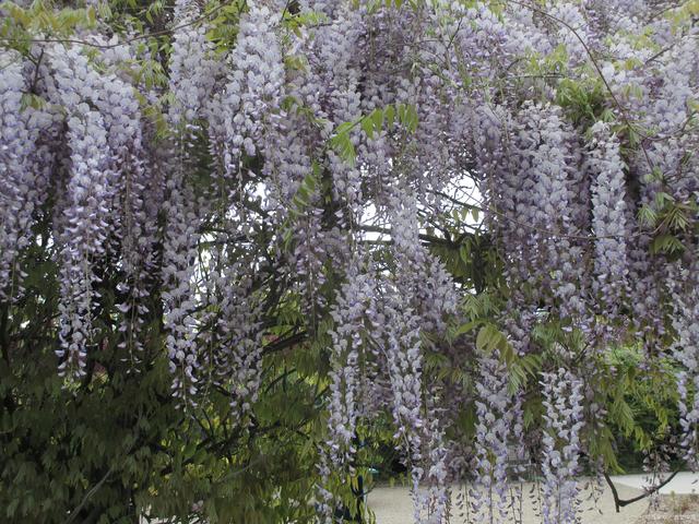 紫藤花幾年開花?紫藤花都有哪些品種?