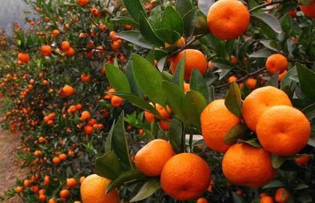 柑橘十月如何做好管理，這幾點要重視